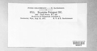 Erysiphe polygoni image